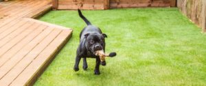 Artificial Turf Installation Boca Raton FL Black dog playing with toy on artificial backyard turf